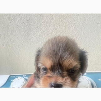 Purebred Lhasa Apso Puppy Available