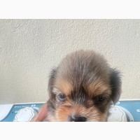 Purebred Lhasa Apso Puppy Available