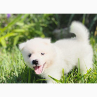 1-3 Month Female Purebred American Eskimo Puppy