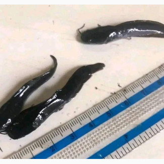 Catfish Fingerling Available for Sale