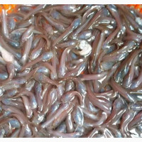 Catfish Fingerling Available for Sale