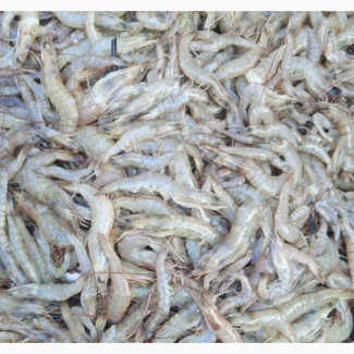 Unpealed Shrimps