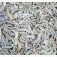 Unpealed Shrimps