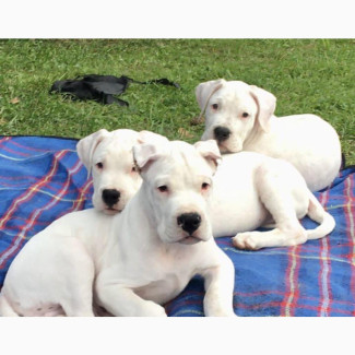 1-3 Months Female Purebred Dogo Argentino