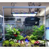 Aquarium Blow