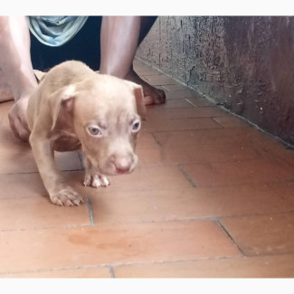 Purebred American Pit Bull Terrier - Female Puppy Available