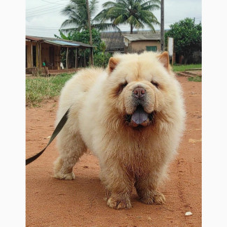 1+ year Male Purebred Chow Chow