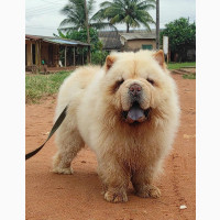 1+ year Male Purebred Chow Chow