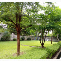 C of O and All Relevant Documents That Will Be Available
