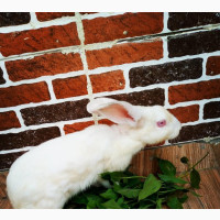 Matured Female Rabbit for Sale