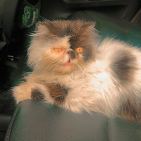 1+ year Female Purebred Persian