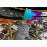 1-3 months Female Purebred British Shorthair
