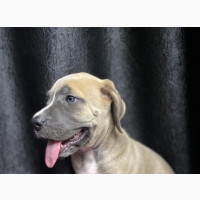 Female Purebred Boerboel Puppy Available