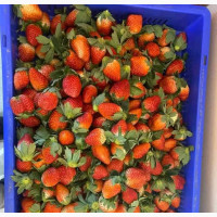 Buy Fresh Strawberries From the Farm
