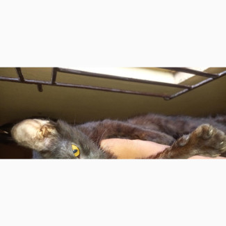Male American Shorthair Kitten for Sale