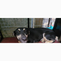 6-12 months Female Purebred German Shepherd