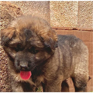 Female Purebred Caucasian Shepherd Puppy Available