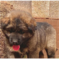 Female Purebred Caucasian Shepherd Puppy Available