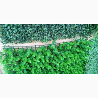 Creeping Wall Artificial Flowers - Brand New