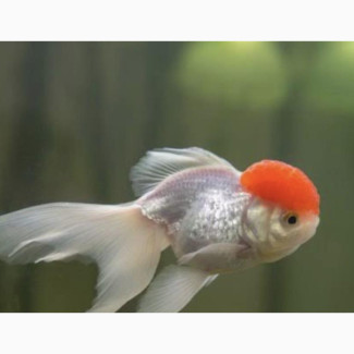 Red Head Oranda