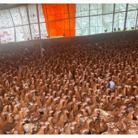 Point of Lay Birds for Sale - Samaay Farms Agroconsult Services