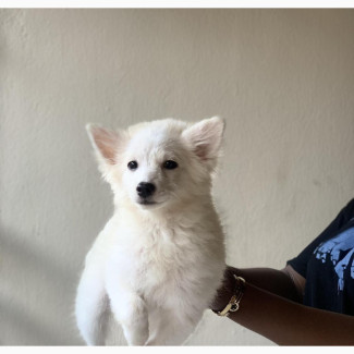 3-6 months Female Purebred Samoyed