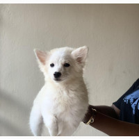 3-6 months Female Purebred Samoyed