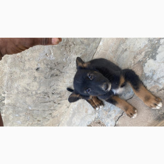 German Shepherd Mixed Breed Puppies - Male, 1-3 Months