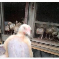 Farm Animals for All Your Celebrations and Occasions