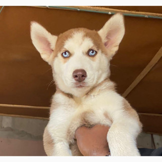 1-3 Month Female Purebred Siberian Husky