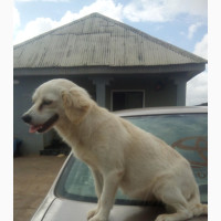 Female American Eskimo - Purebred, Productive Adult