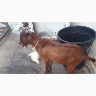 Local Medium Sized Goat Meat (Full, Half, Quarter)