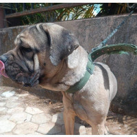 6-12 months Female Purebred Bullmastiff
