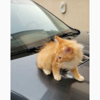 1-3 months Female Mixed Breed Turkish Angora