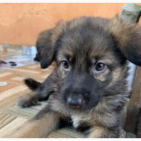 0-1 month Male Purebred German Shepherd
