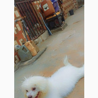 Male Lhasa Apso Puppy Available in Owerri