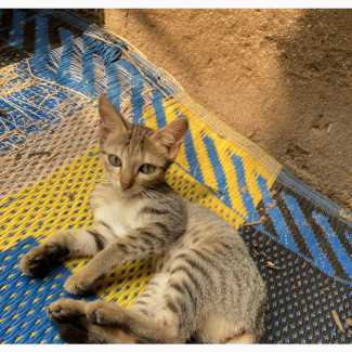 Female American Shorthair Kitten for Adoption in Lagos and Environs