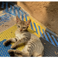 Female American Shorthair Kitten for Adoption in Lagos and Environs