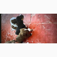 Purebred American Pit Bull Terrier Female Puppy for Sale