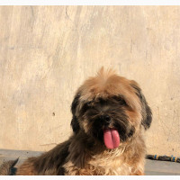 Lhasa Apso Adult Female Available for Adoption