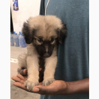 Caucasian Shepherd - Female Purebred Puppy Available