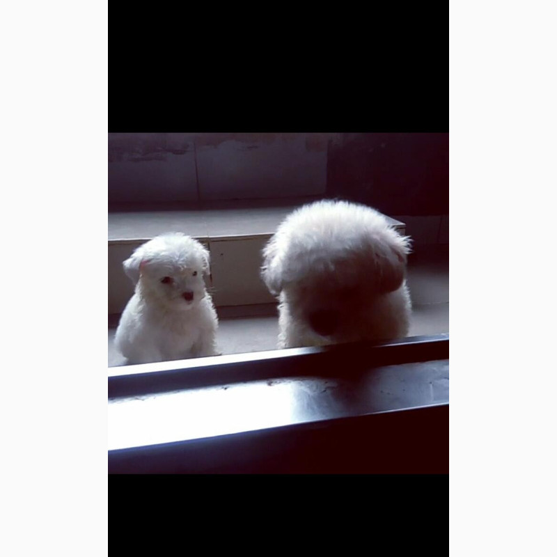Фото 1/1. Young Female Purebred Maltese