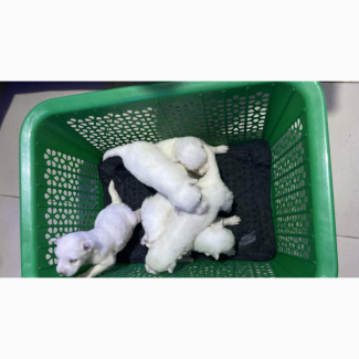 Purebred Samoyed Puppies Available for Pickup or Delivery