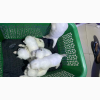 Purebred Samoyed Puppies Available for Pickup or Delivery
