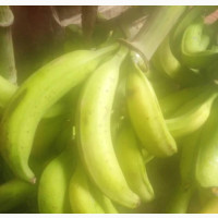 Fresh Plantain Bunches - Organic and Healthy