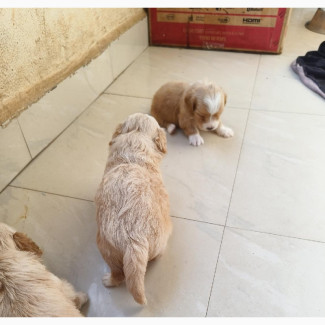 1-3 months Male Purebred Yorkipoo
