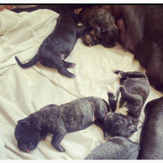 0-1 month Male Purebred Mastiff