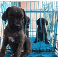 1-3 months Female Purebred Mastiff