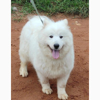 1+ year Female Purebred Samoyed