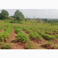 Table Land at Ugbolu Delta State - Affordable and Amazing